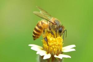 ett bi uppflugen på den vackra blomman foto