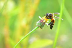 ett bi uppflugen på den vackra blomman foto