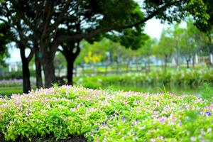 vackra vårblommor i trädgård natur bakgrund foto