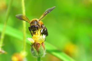 ett bi som flyger till den vackra blomman foto