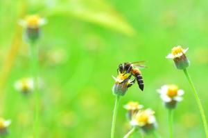 ett bi uppflugen på den vackra blomman foto