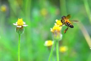 ett bi som flyger till den vackra blomman foto