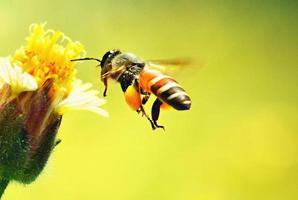 ett bi som flyger till den vackra blomman foto