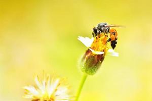 ett bi uppflugen på den vackra blomman foto