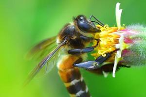 ett bi uppflugen på den vackra blomman foto