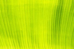 gröna bananblad med textur för bakgrund foto