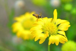 ett bi som flyger till den vackra blomman foto