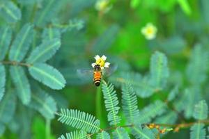 ett bi som flyger till den vackra blomman foto