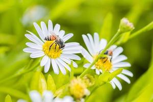 ett bi uppflugen på den vackra blomman tusensköna och naturliga gröna blad foto