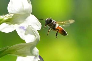 ett bi som flyger till den vackra blomman foto