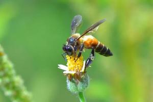 ett bi uppflugen på den vackra blomman foto