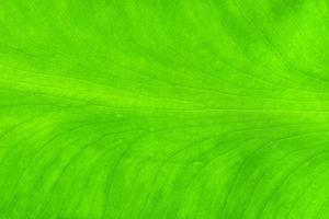 närbild naturvy av gröna blad textur bakgrund foto