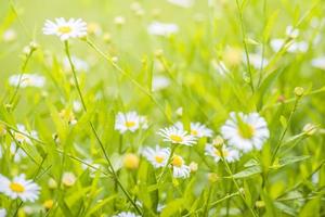 vacker blomma daisy och naturliga gröna blad suddig bokeh abstrakt bakgrund foto