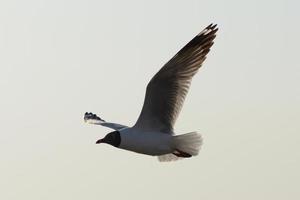 måsfåglar som flyger på vit clound bakgrund foto