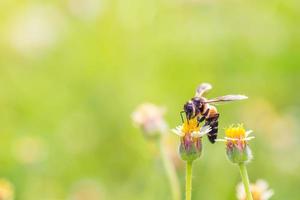 ett bi uppflugen på den vackra blomman foto