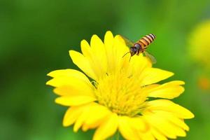 ett bi som flyger till den vackra blomman foto