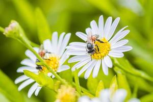ett bi uppflugen på den vackra blomman tusensköna och naturliga gröna blad foto