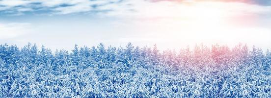 frusen vinterskog med snötäckta träd. foto