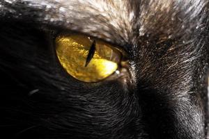 svart katt med gula ögon. sällskapsdjur. foto