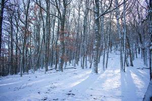 snöig skog med bladlösa träd foto