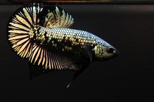 rytmisk av koppar guld betta fisk med mörk bakgrund. guld färg fighting fish splendens. foto