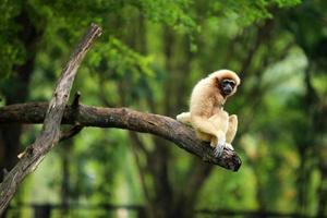 vanlig gibbon. vithänt gibbon på träd i naturparken. foto