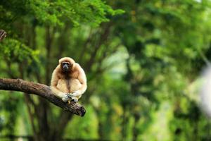 vanlig gibbon. vithänt gibbon på träd i naturparken. foto