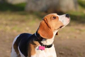 beagle hund porträtt