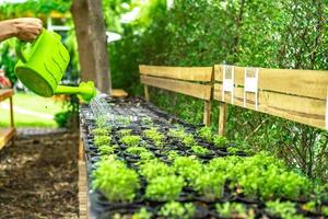 asiatisk mans hand vattnar plantan i plastblomkrukan i rad. foto