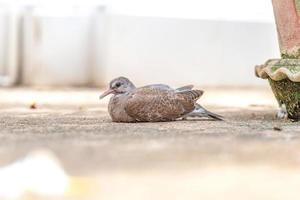 närbild baby duva på stenen marken sitter fortfarande i trädet skuggan. foto