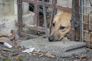 ledsen brun thai hund som visar det olyckliga från dess öga. det är i den gamla buren. foto