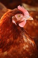 kycklingar på traditionellt frigående fjäderfäbruk
