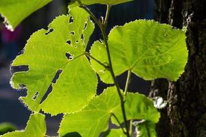 gröna blad i närbild på våren foto