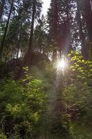 solsken i skogen foto