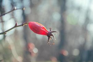 nyponfrukt foto