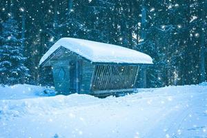 ett foderställ i en snöig barrskog foto