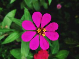 unik för rosa blomma, den har en ny blomma med gul färg i mitten foto