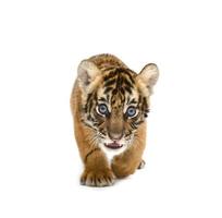 baby Bengal tiger foto