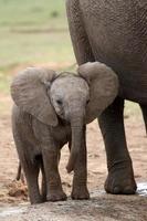 afrikansk elefant baby foto