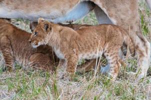 lejon i Kenya foto