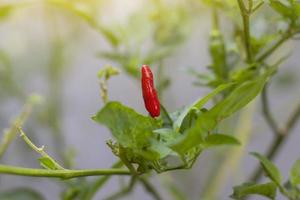 röd chili på träd i trädgården med solljus på oskärpa naturbakgrund. foto