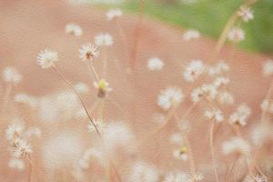 vackert med torra gräsblommor på marken foto