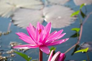 röd lotusblomma som blommar i kanalen foto