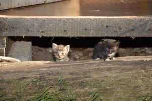 kattunge katt i trädgården foto