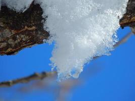 vit snö på trädgrenen foto