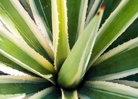 suckulenta århundradet växt närbild, tagg och detaljer på blad av karibisk agave foto