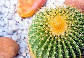kaktusarter echinocactus grusonii, gyllene fatkaktus foto