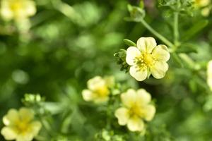 gröna gula blommor vit lapchatka i retrostil på vit bakgrund. naturlig skönhet. foto