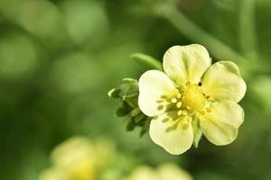 gröna gula blommor vit lapchatka i retrostil på vit bakgrund. naturlig skönhet. foto