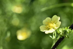 gröna gula blommor vit lapchatka i retrostil på vit bakgrund. naturlig skönhet. foto